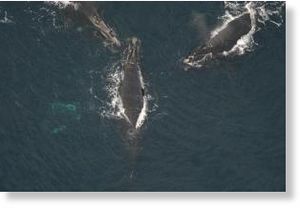 Click to enlarge right whales