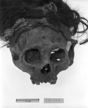 Nasca trophy head