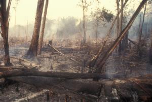 Click to enlarge Deforestation in Brazil's Amazon forest