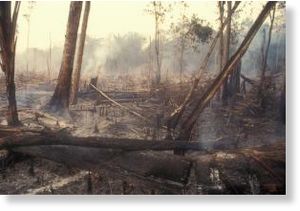 Click to enlarge Deforestation in Brazil's Amazon forest