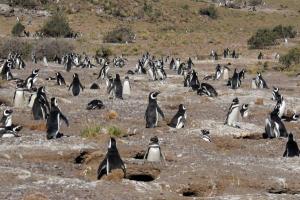 Magellanic penguins