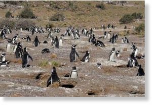 Click to enlarge Magellanic penguins