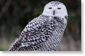 british snowy owl