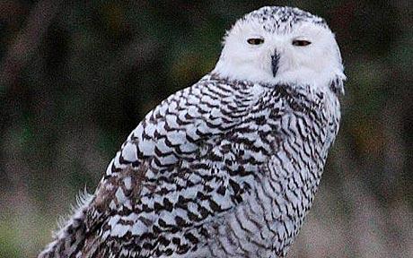 british snowy owl