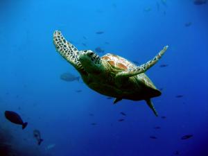 Green turtle swimming