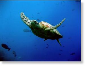 Click to enlarge Green turtle swimming