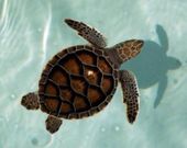 Click to enlarge Young sea turtle