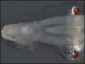 Click to enlarge spookfishwide