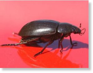 silver water beetle 