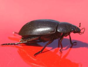 silver water beetle 