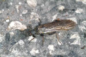 Stoneflies