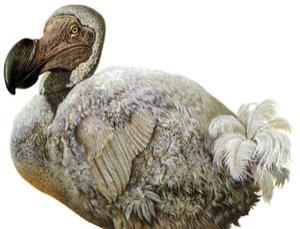 dodo