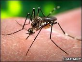 aedes_aegypti