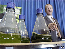 algal