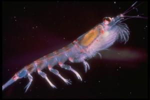 krill