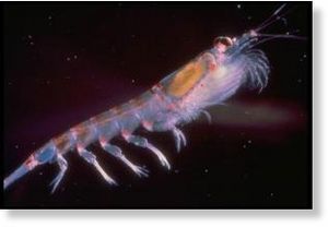 krill