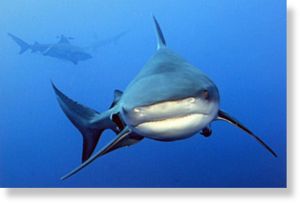 Click to enlarge Shark Attacks 1