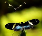 Click to enlarge butterfly