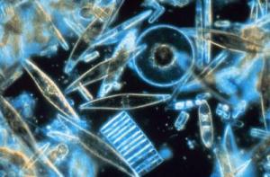 Click to enlarge Diatoms