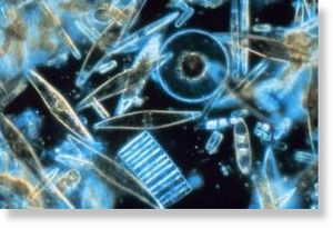 Click to enlarge Diatoms