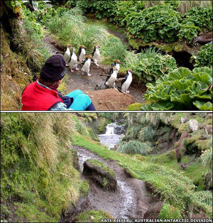 Click to enlarge wildlife