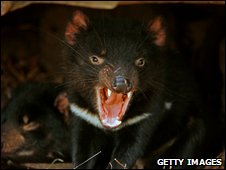 Click to enlarge Tasmanian devil