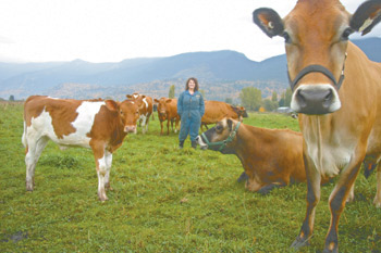 Cows