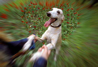 Dog
