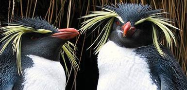 penguins