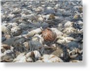 Click to enlarge Velvet crabs