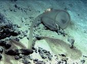 Click to enlarge ascidian