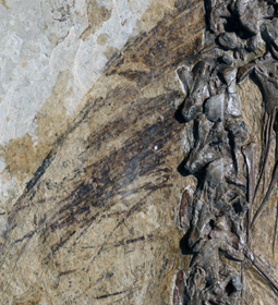 Click to enlarge Beipiaosaurus feather