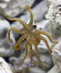 Nine-arm octopus