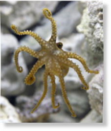Click to enlarge Nine-arm octopus