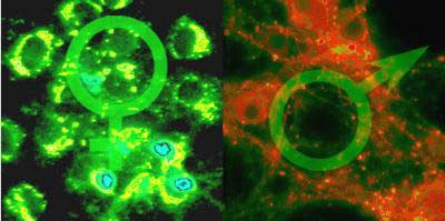 Cell Starvation