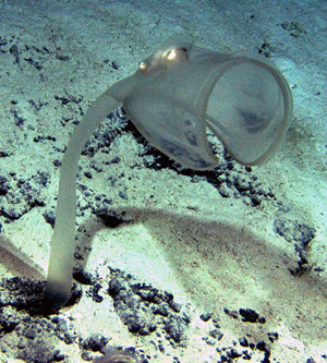 sea squirt