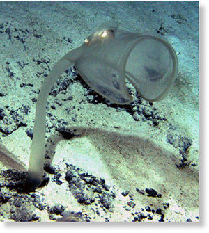 Click to enlarge sea squirt