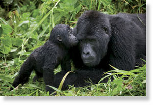 baby Gorilla kisses a silverback male