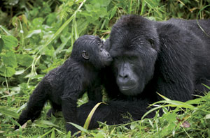 baby Gorilla kisses a silverback male