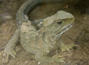 Click to enlarge tuatara