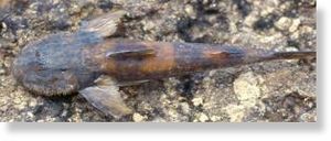 New catfish species Lithogenes wahari 