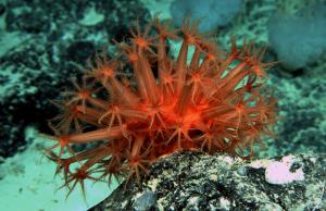 bright red, undescribed species of shell-less coral