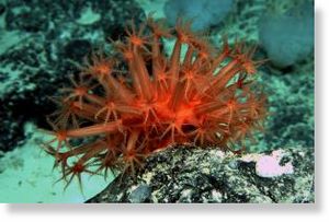 bright red, undescribed species of shell-less coral