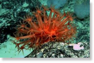 Click to enlarge bright red, undescribed species of shell-less coral