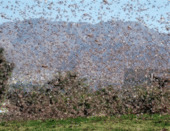 Locust Swarm