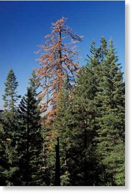 Old, unmanaged trees in the western US 