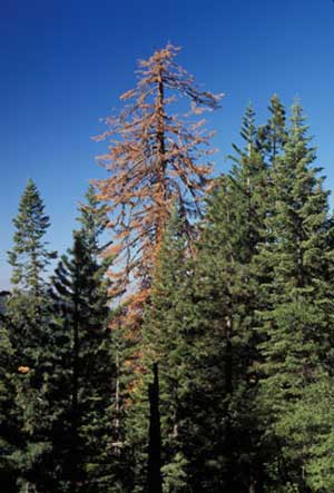 Old, unmanaged trees in the western US 