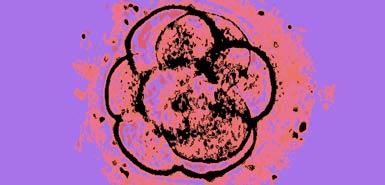 TOL Embryo false color