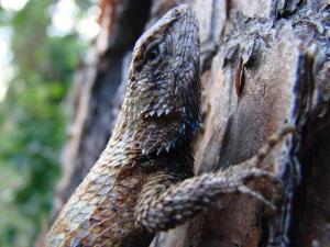 Fence lizards