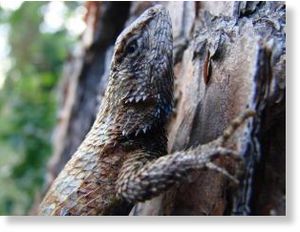 Fence lizards
